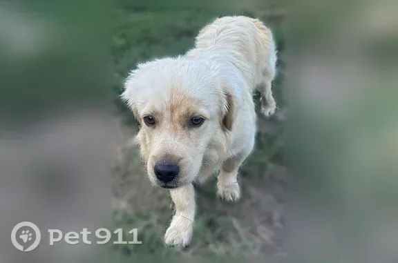 Найдена собака, Краснодар, фото: Найдена собака, Семигорская, Краснодар — молодой мальчик, с ошейником