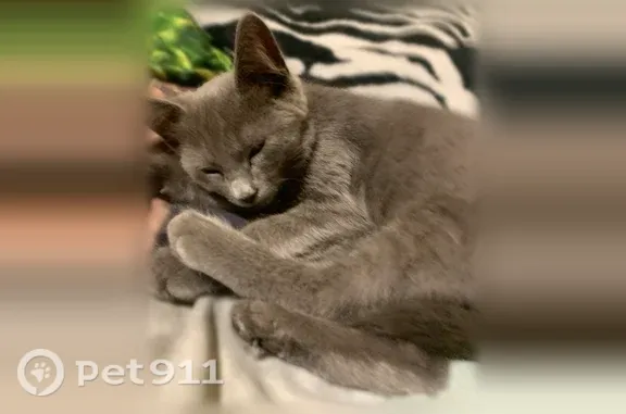 Кошка ищет дом, Геленджик — милый котенок - photo