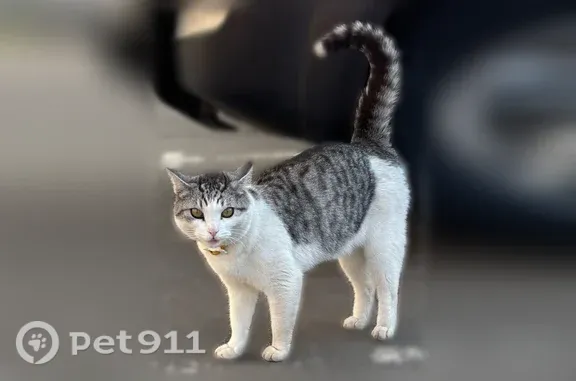 Найденные животные Ногинск, фото: Найдена кошка, Микрорайон Новое Бисерово-2 (село Бисерово) (г Ногинск), д. 4, Ногинск — серый в полоску, с жёлтым ошейником