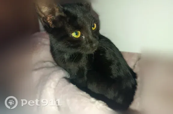 Кошка ищет дом, Краснодар, им. Героя Аверкиева А.А., д. 12 — игривая, ладит с собакой - photo
