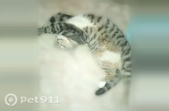 Найдена кошка, Волжский, фото: Найдена кошка, Волжский, 40 лет Победы, д. 68, Волжский — серый в полоску, мальчик