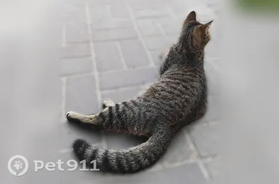 Найдена кошка, Томск, фото: Найдена кошка, Томск — коричневая с чёрно-серыми полосками, спокойная
