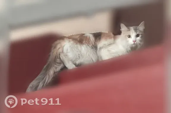 Найдена кошка, Москва, фото: Найдена кошка, Москва, Кленовый — молодая, с пушистым хвостом