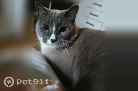 Пропала кошка, Изборская улица, 1 к1, Шушары — голубые глаза, откликается на кличку - photo