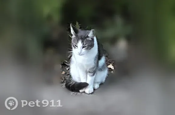 Найдена кошка, Ярославль, фото: Найдена кошка, Ярославль, Тропинская, д. 4 — выглядит ухоженно