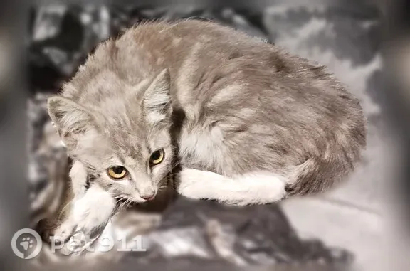 Найдена кошка, Москва, фото: Найдена кошка, Москва — серый тигровый