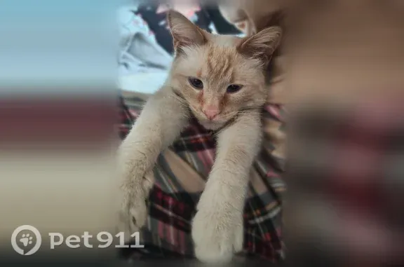 Пропала кошка, Новороссийск, Свободы, д. 2А — белая-бежевая, голубые глаза - photo