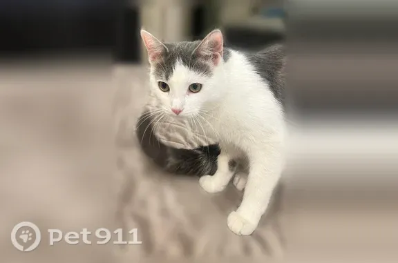 Пропала кошка, Иркутская, д. 54, Краснодар — белая серая, стерилизованная - photo