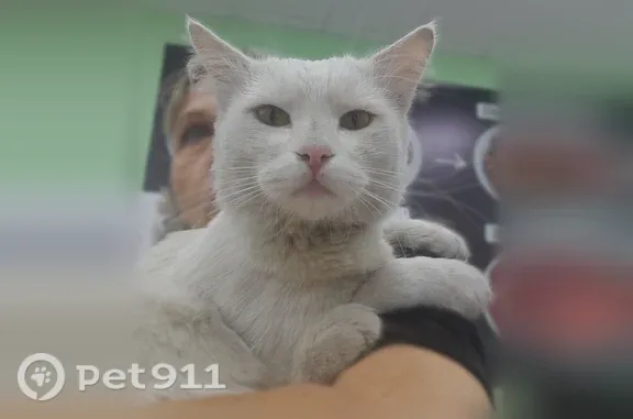 Найдена кошка, Ростов-на-Дону, фото: Найдена кошка, Мезенский, Ростов-на-Дону — белая пушистая, очень ласковая