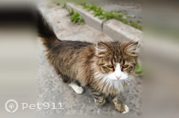 Кошка ищет дом, Поселок Углово, д. 3, Углово — тянется к людям - photo