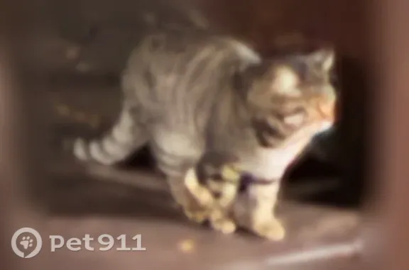 Найдена кошка, Тюмень, фото: Найдена кошка, Тюмень, Газовиков, д. 73 3 — чёрные полосы на теле