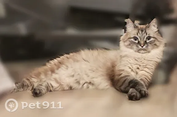Пропала кошка, Район Приокский (г Нижний Новгород), Студгородок ГСХИ, д. 15, Нижний Новгород — голубоглазая, кастрированная - photo