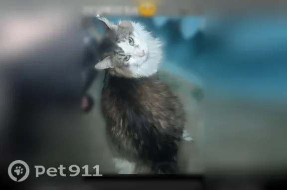 Найдена кошка, Волжский, фото: Найдена кошка, им генерала Карбышева, д. 51, Волжский — испуганная, но добрая и ласковая