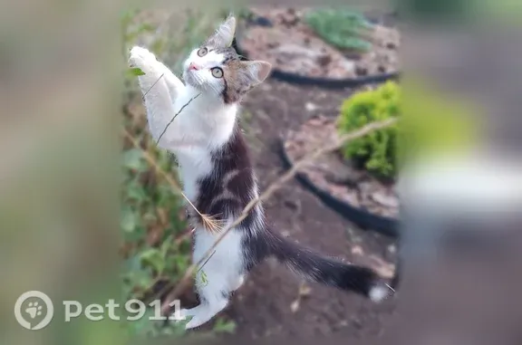 Пропала кошка, 4-й Люберецкий, Москва — бело-черная, на боках полоски коричневые - photo