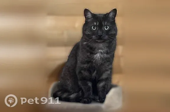 Пропала кошка, Район Советский (г Казань), д. СНТ ФРЕОН 4, Казань — шотландский прямоухий, зеленые глаза - photo