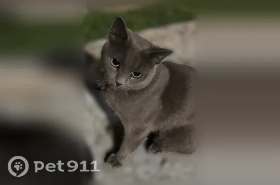 Кошка ищет дом, Ленина, д. 46, Чебоксары — серый кот, спокойный, непугливый - photo