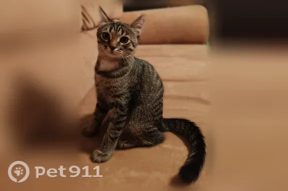 Пропала кошка, Екатеринбург, Патриотов, д. 6 2 — котёнок 3,5 месяца, серый с полосками - photo