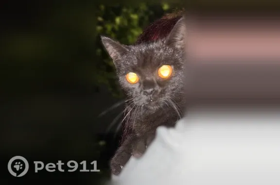 Найдена кошка, Нижний Новгород, фото: Найдена кошка, Район Сормовский (г Нижний Новгород), Гаугеля, д. 21, Нижний Новгород — ручная и очень ласковая