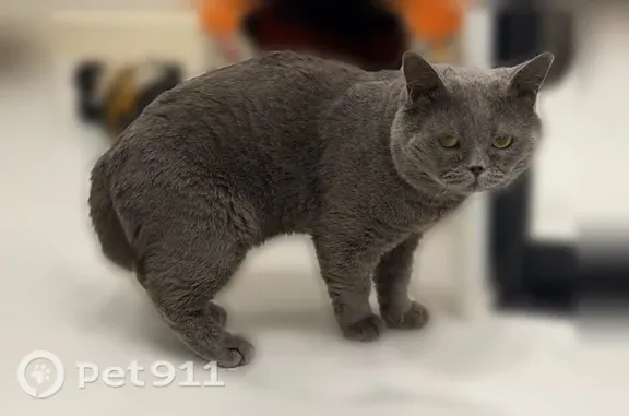 Пропала кошка, Запорожская 61, Новокузнецк — кот британец - photo