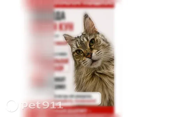 Пропала кошка, Пролетарская, д. 240а, Тамбов — шрамик в виде сердечка на носу - photo