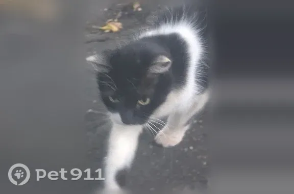 Найдена кошка, Королёв, 50-летия ВЛКСМ, д. 6/18 — очень ласковая, черно-белая - photo