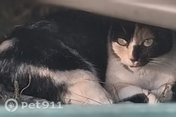Найдена кошка, Королёв, Суворова, д. 17 — без ошейника, зелёные глаза - photo