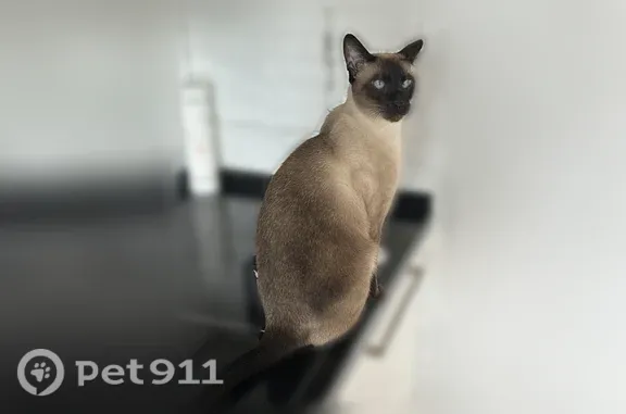 Пропала кошка, Село Кочубеевское, Заводской, д. 55, Кочубеевское — худощавая, длиннолапая, голубые глаза - photo