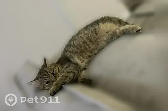 Пропала кошка, Яблоневая, Ставрополь — не возвращается с 31.08 - photo