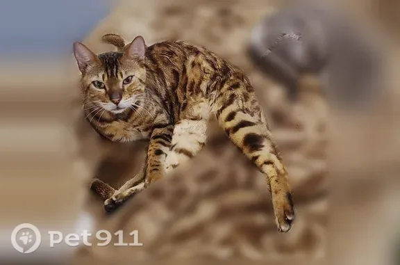 Пропала кошка, Ставрополь, Тухачевского, д. 5/2 1 — бенгальский кот - photo