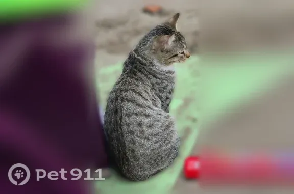 Найдена кошка, Томск, фото: Найдена кошка, Томск, Фрунзе, д. 119е — на шее ошейник