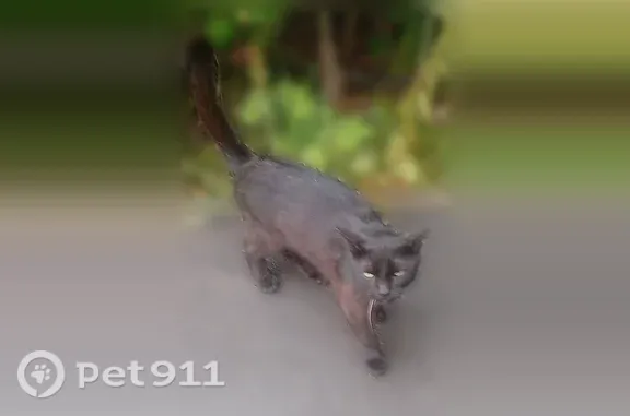 Найдена кошка, Чебоксары, фото: Найдена кошка, Чебоксары, чёрный кот