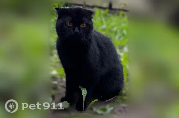 Найдена кошка, Москва, фото: Найдена кошка, Район Москворечье-Сабурово (г Москва), Кантемировская, д. 12 1, Москва — чёрная вислоухая, домашняя