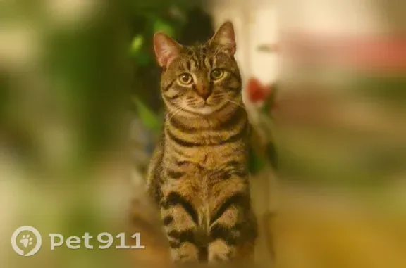 Пропала кошка, Поселок Карташевская, Меньковская, д. 5, Карташевская — полосатая, серая - photo