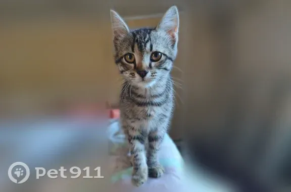Пропала кошка, Кутузова, д. 6, Пенза — молодой котёнок - photo