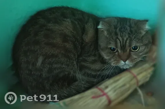 Найденные животные Рязань, фото: Найдена кошка, Рязань, Костычева, д. 7
