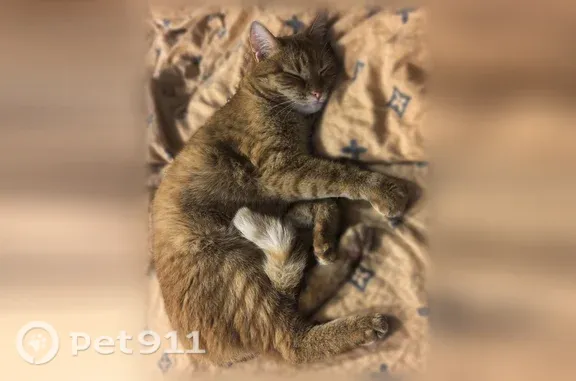 Пропала кошка, Профсоюзная, д. 19, Кострома — рыжая, пугливая, на губе родинка - photo
