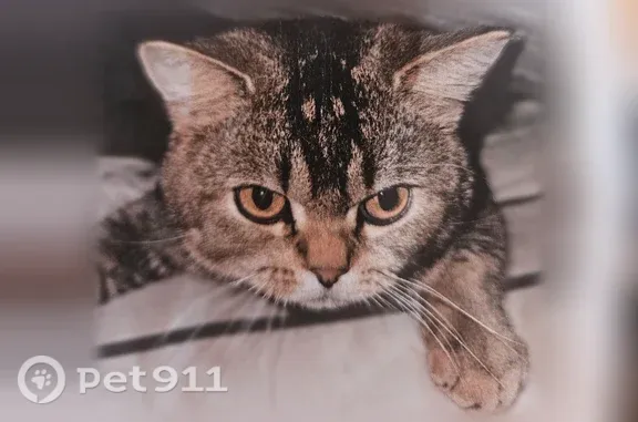 Пропала кошка, Олега Кошевого, д. 47, Набережные Челны — британец, крупные янтарные глаза - photo