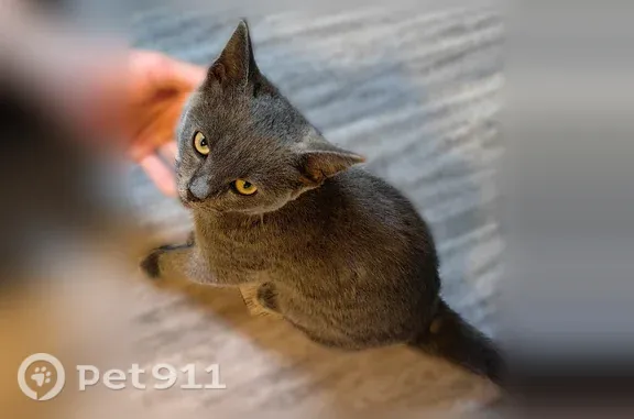 Найдена кошка, , фото: Найдена кошка, Деревня Нуркеево, Рассветная — серый котёнок, мальчик