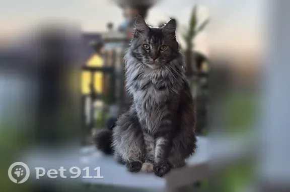 Кошки потеряшки, Тула, фото: Потеряшка кошка, Тула, Ключевая — длинный пушистый хвост, одна передняя лапа беленькая