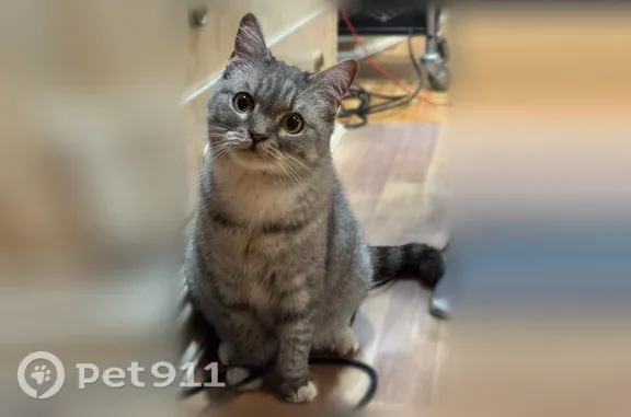 Найдена кошка, Мурманск, фото: Найдена кошка, Мурманск, Олега Кошевого, д. 16 2 — жёлтые глаза, людей не боится