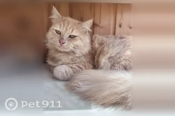 Найдена кошка, Тверь, фото: Найдена кошка, Тверь, Можайского, д. 72 — ласковая, дружелюбная
