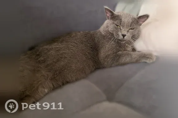 Пропала кошка, Строителей, д. 52, Кемерово — гладкошерстный серый кот с белым пятном на животике - photo
