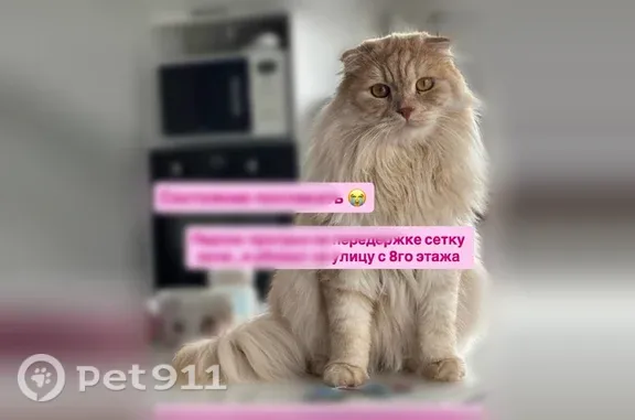Пропала кошка, Строителей, д. 142, Пенза - photo