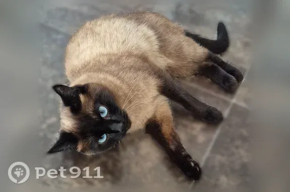 Объявления о пропавших и найденных животных, Уфа, фото: Кошка ищет дом, Уфа — ласковая, стерилизованная, к лотку приучена
