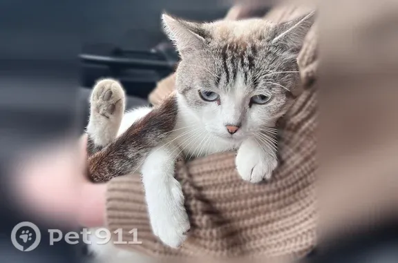 Найдена кошка, Тюмень, фото: Найдена кошка, Воронинские горки, д. 176, Тюмень — голубые глаза, нет нескольких нижних передних резцов