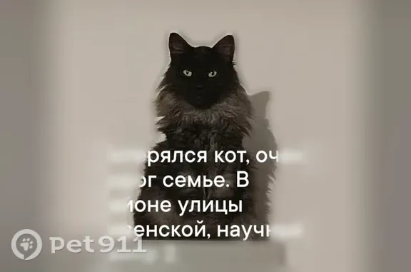 Пропала кошка, Старый Оскол — помесь сибирского и мейкуна, чёрная мордочка - photo