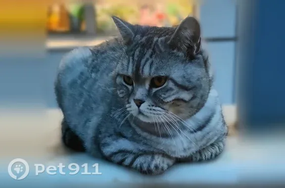 Найдена кошка, Йошкар-Ола, фото: Найдена кошка, Йошкар-Ола, Пролетарская, д. 9 — полосатая, британец, с ошейником
