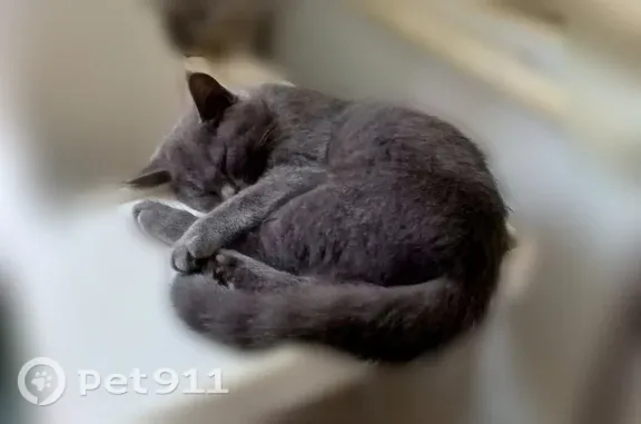 Кошки потеряшки, Йошкар-Ола, фото: Потеряшка кошка, Йошкар-Ола, Молодежная, д. 1/16 — котенок 4 месяца, игривая