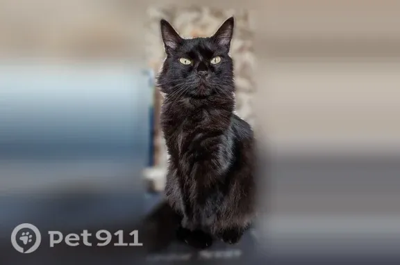Объявления о пропавших и найденных животных, Константиновск, фото: Пропала кошка, трасса Цимлянск — Шахты (поворот на Константиновск), Константиновск — пушистый кот Гера, боится громких звуков