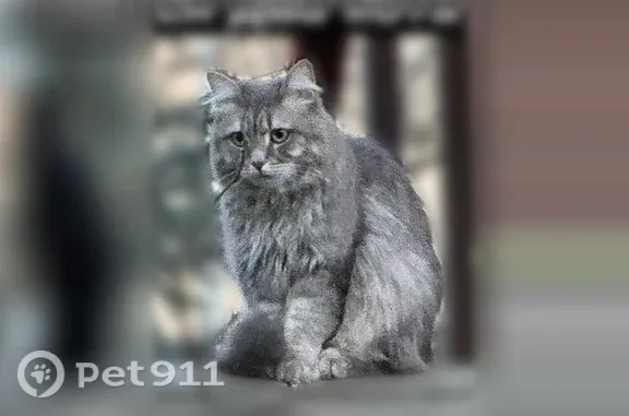 Пропала кошка, Поселок Челюскинский (г Пушкино), Фурманова, д. 8, Пушкино — потерялись два котика - photo
